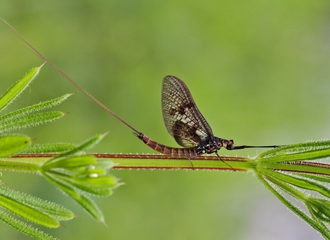 Common Mayfly