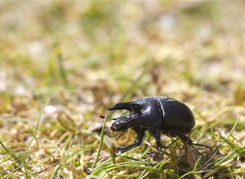 Male minotaur beetle