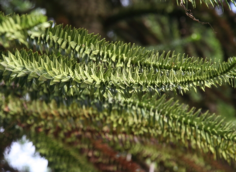 Monkey-puzzle