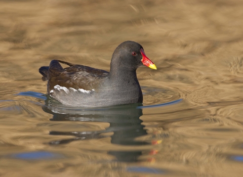 Moorhen