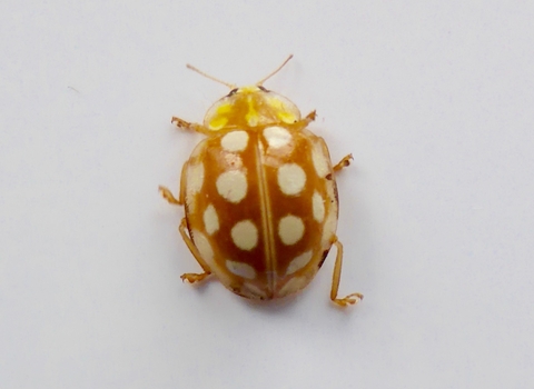 Orange Ladybird