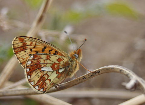 Pearl-bordered Fritillary underwing