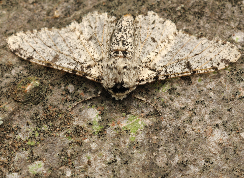 Peppered Moth