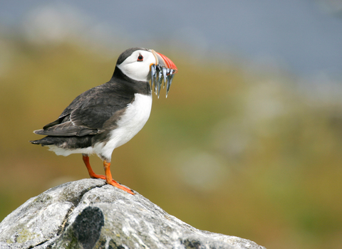 Puffin