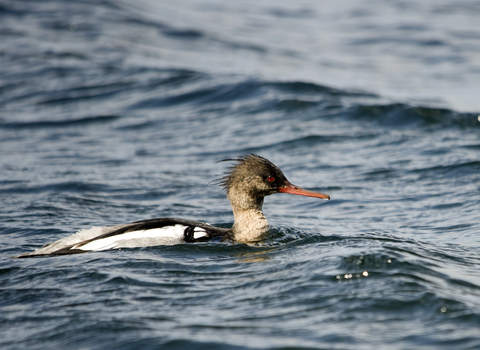 Red-breasted Merganser male