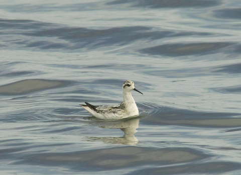 Red-necked Phalarope