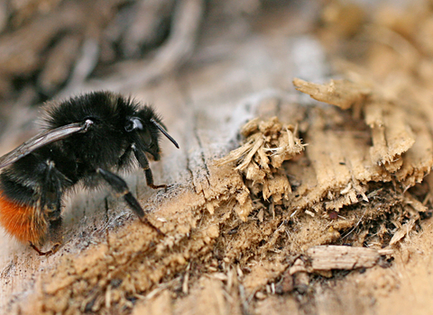 Red-tailed Bumblebee