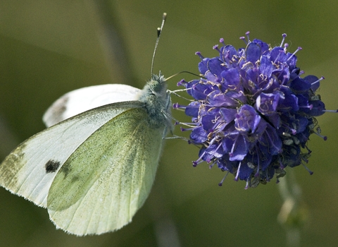 Small White butterfly