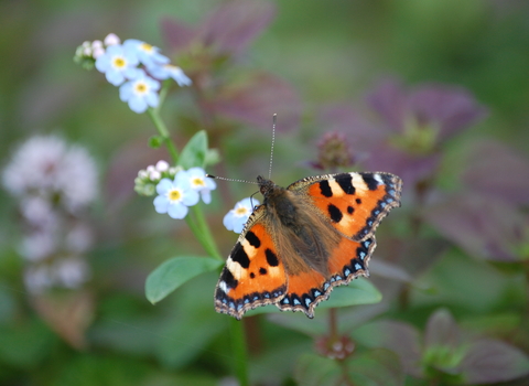 Small Tortoiseshell butterfly