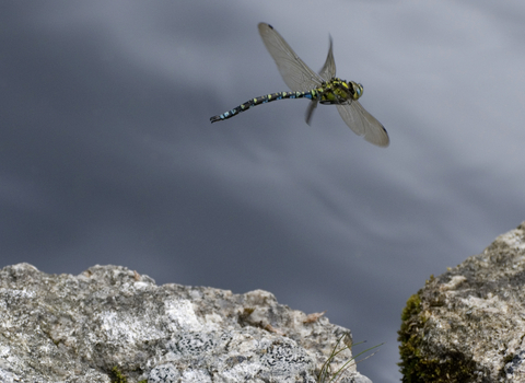 Southern Hawker