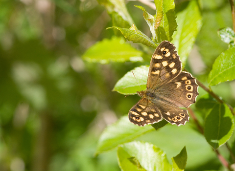 Speckled Wood