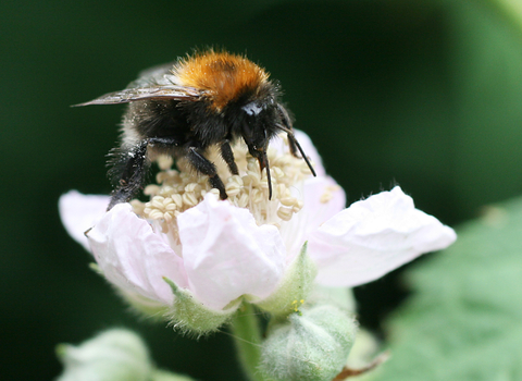 Tree Bumblebee