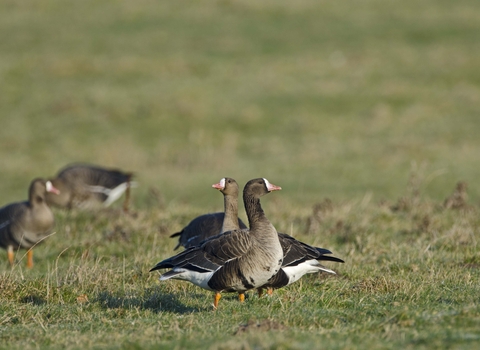 White-fronted Goose