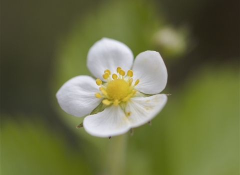 Wild Strawberry