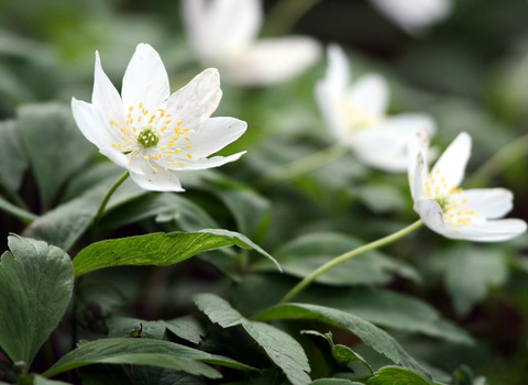 Wood Anemone