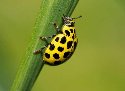 22-spot Ladybird