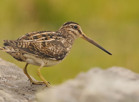 Common Snipe