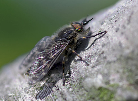 Notch-horned Cleg-fly