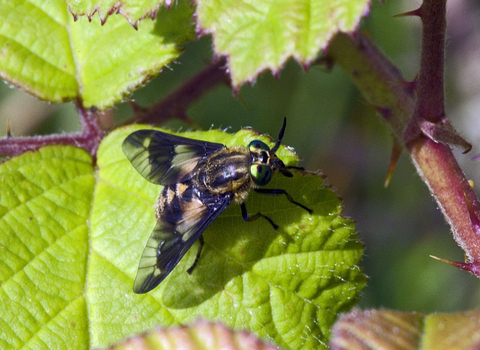 Twin-lobed Deer-fly