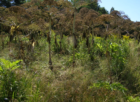 Giant Hogweed