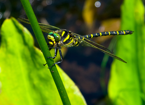 Golden-ringed Dragonfly