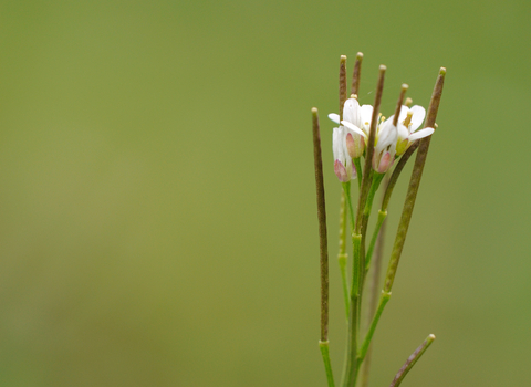 Hairy Bitter-cress