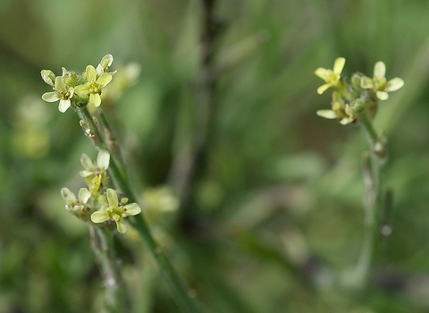 Hedge Mustard