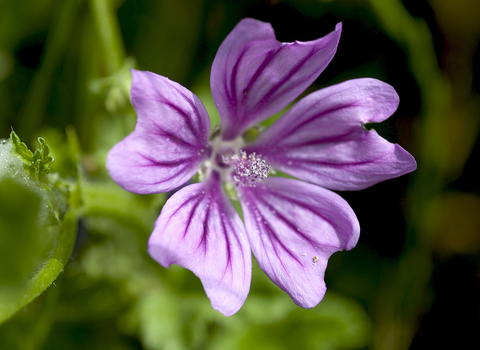 Common Mallow