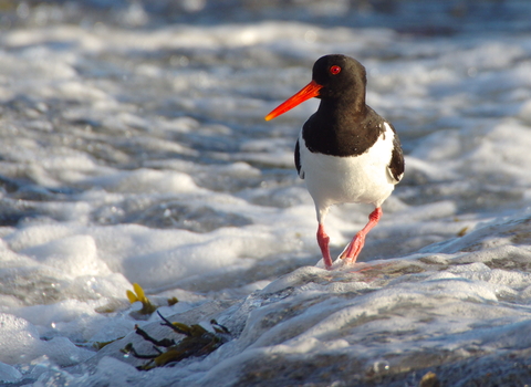 Oystercatcher