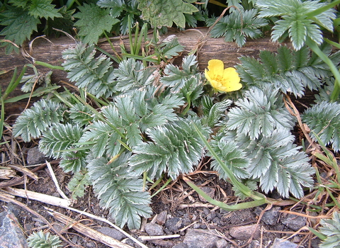 Silverweed