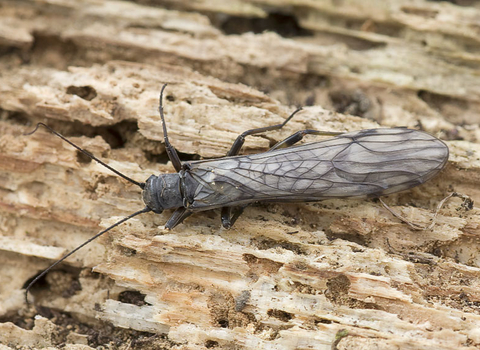 Common Medium Stonefly