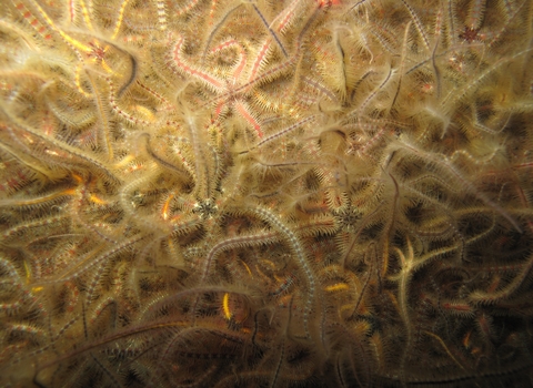 Common Brittlestars