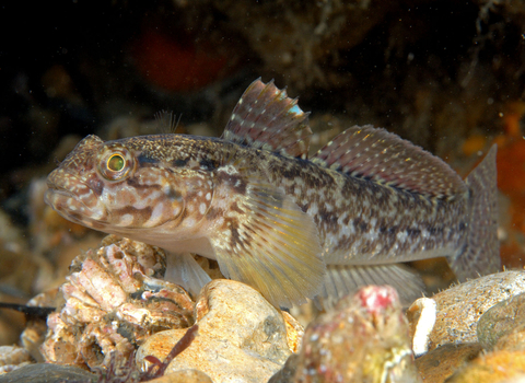 Rock goby