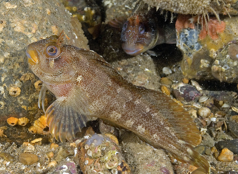 Tompot blenny