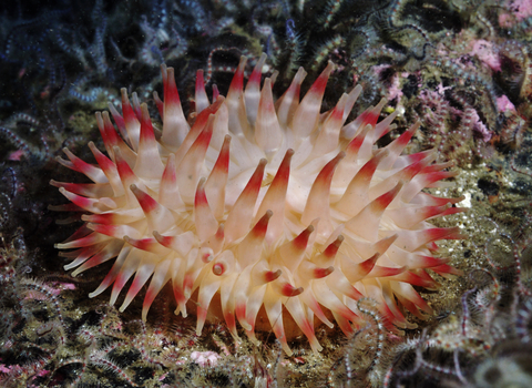 Dahlia Anemone