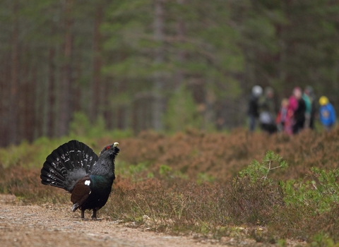 Male capercaillie