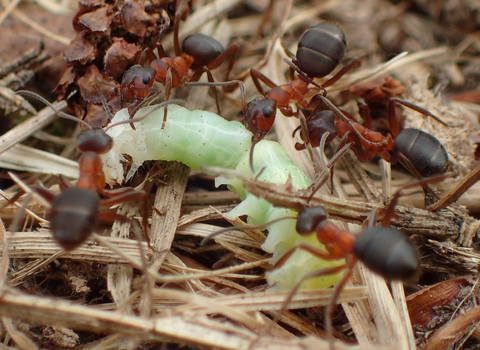 Narrow-headed ants