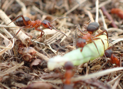 Narrow-headed ants