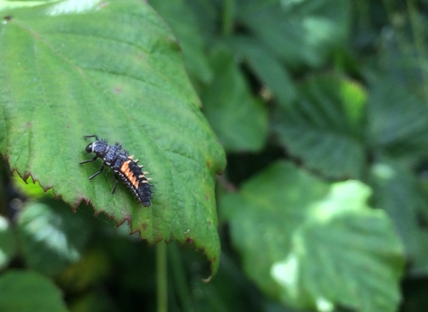 Harlequin ladybird larva