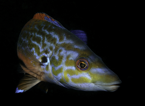 Male cuckoo wrasse