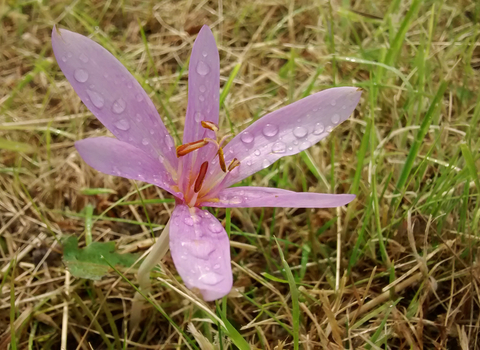 Meadow saffron