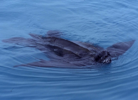 Leatherback turtle