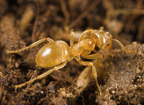 Yellow meadow ant