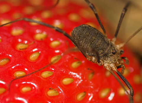 Harvestman (Phalangium opilio) female