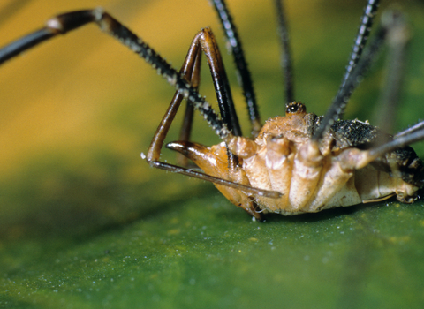 Harvestman (Phalangium opilio) male