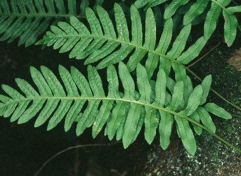 Common polypody