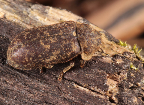 Deathwatch beetle