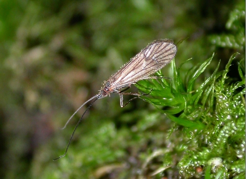 Land caddis male