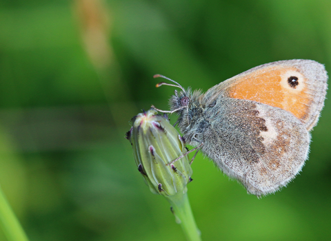 Small heath