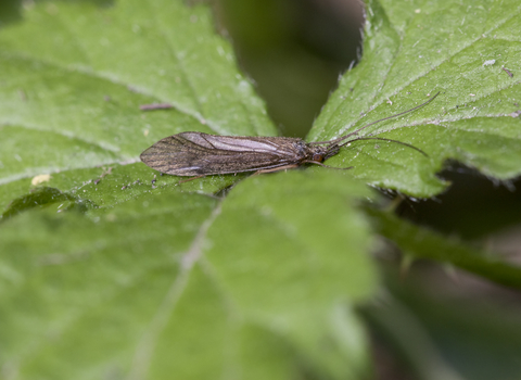 Caddisfly